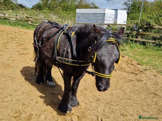 Irish Cob horses Ridden mare with drive potential - Advert 4