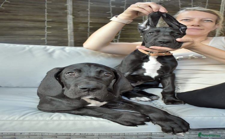 Great Dane dogs in Bathgate - Advert 1