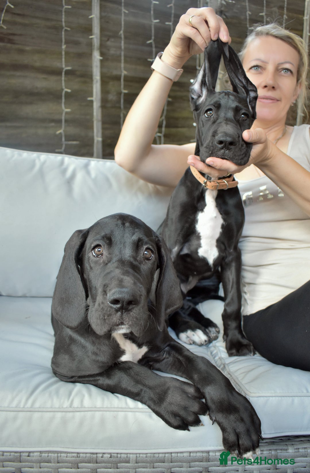 Great Dane dogs for sale: Great danes puppies KC ready!!! in Bathgate - Image 1