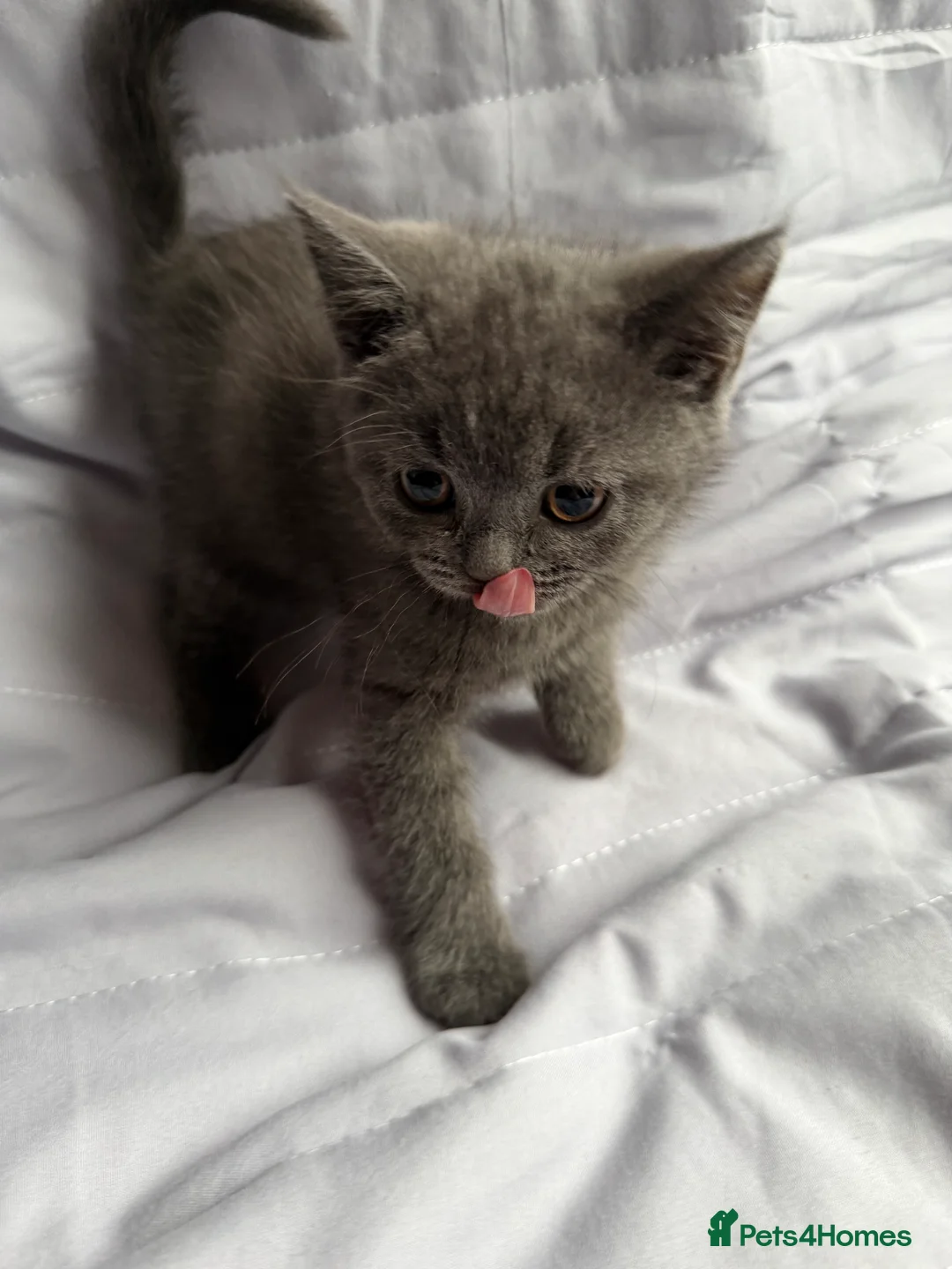 British Shorthair cats for sale: Pedigree BSH British cat kittens  - Advert 5