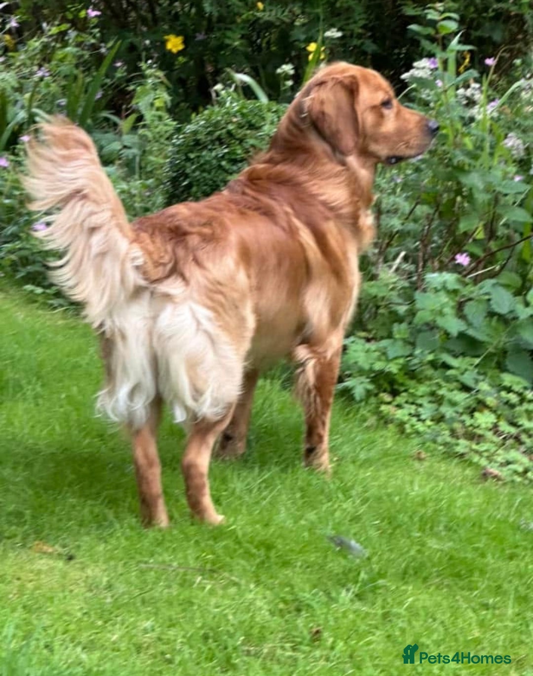 Golden Retriever dogs for stud: Handsome, Proven Fully health tested   DNA clear  - Advert 4