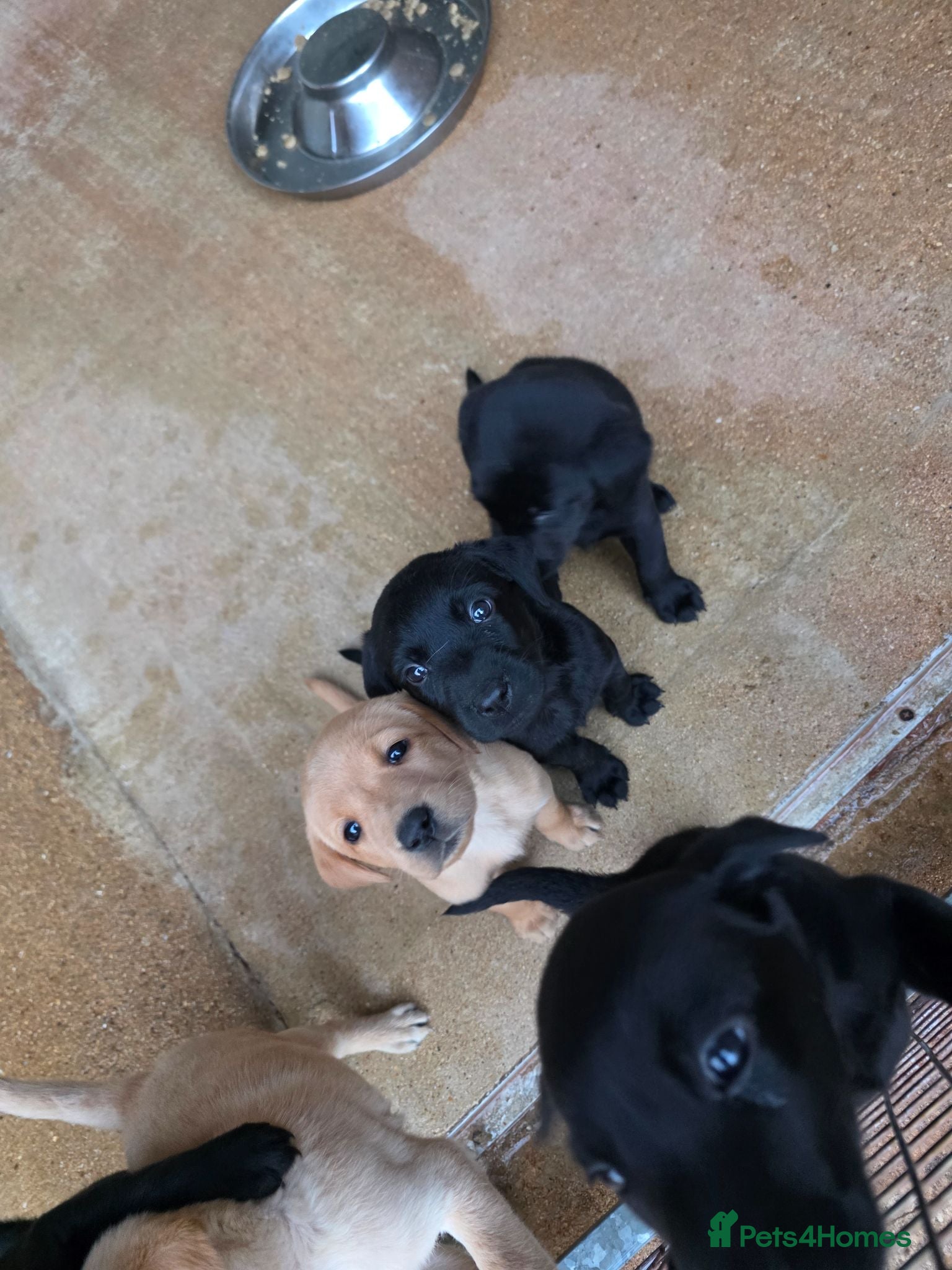 Labrador Retriever dogs Working labrador puppies  - Advert 2