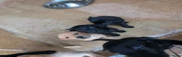 Labrador Retriever dogs for sale: Working labrador puppies  - Advert 13