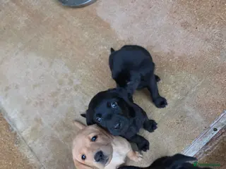 Labrador Retriever dogs Working labrador puppies - Advert 2