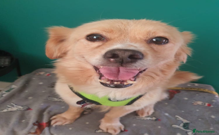 Mixed Breed dogs - Advert 1