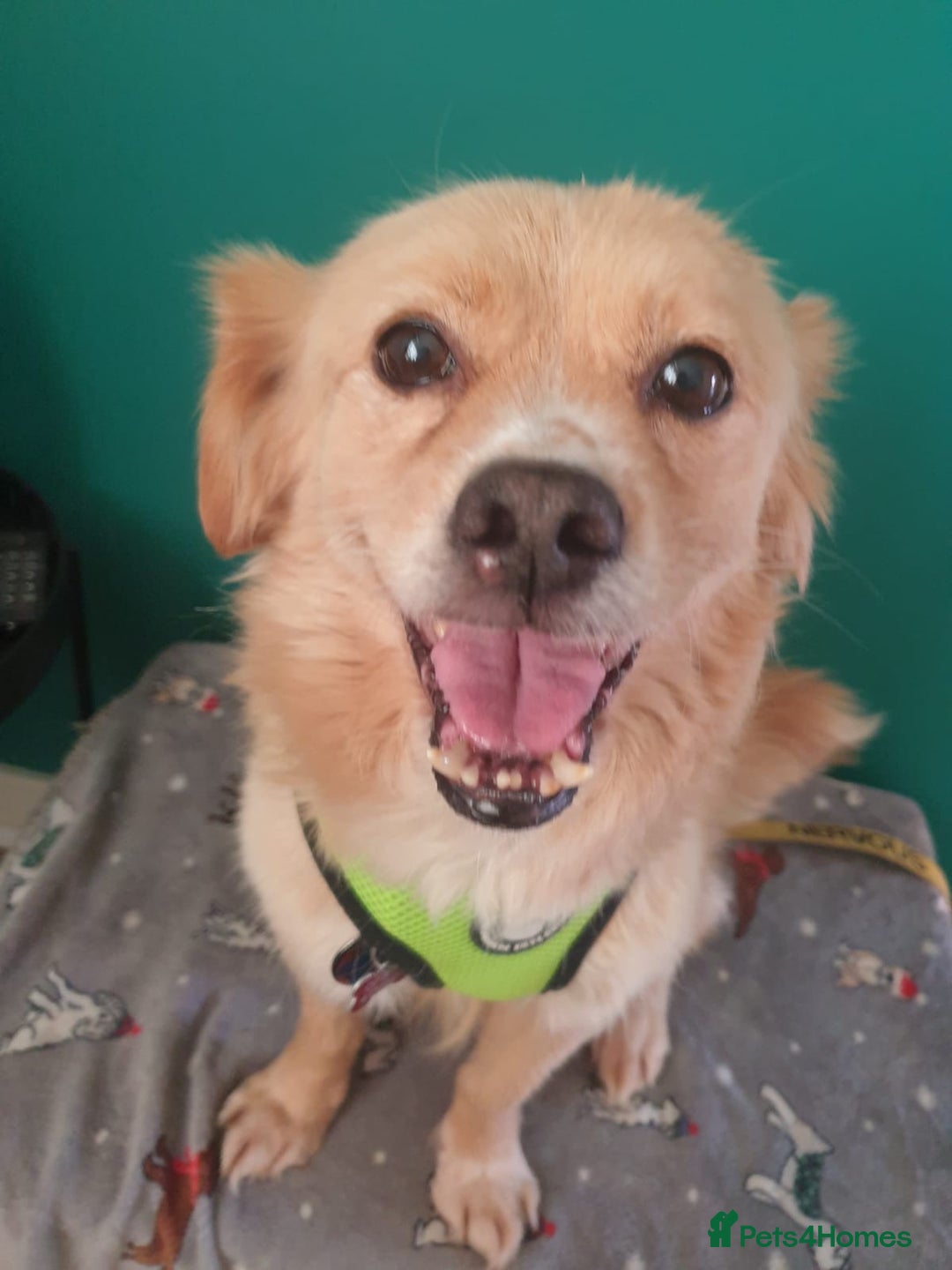Mixed Breed dogs for adoption: 🐾 Roxy 💕 - Image 1