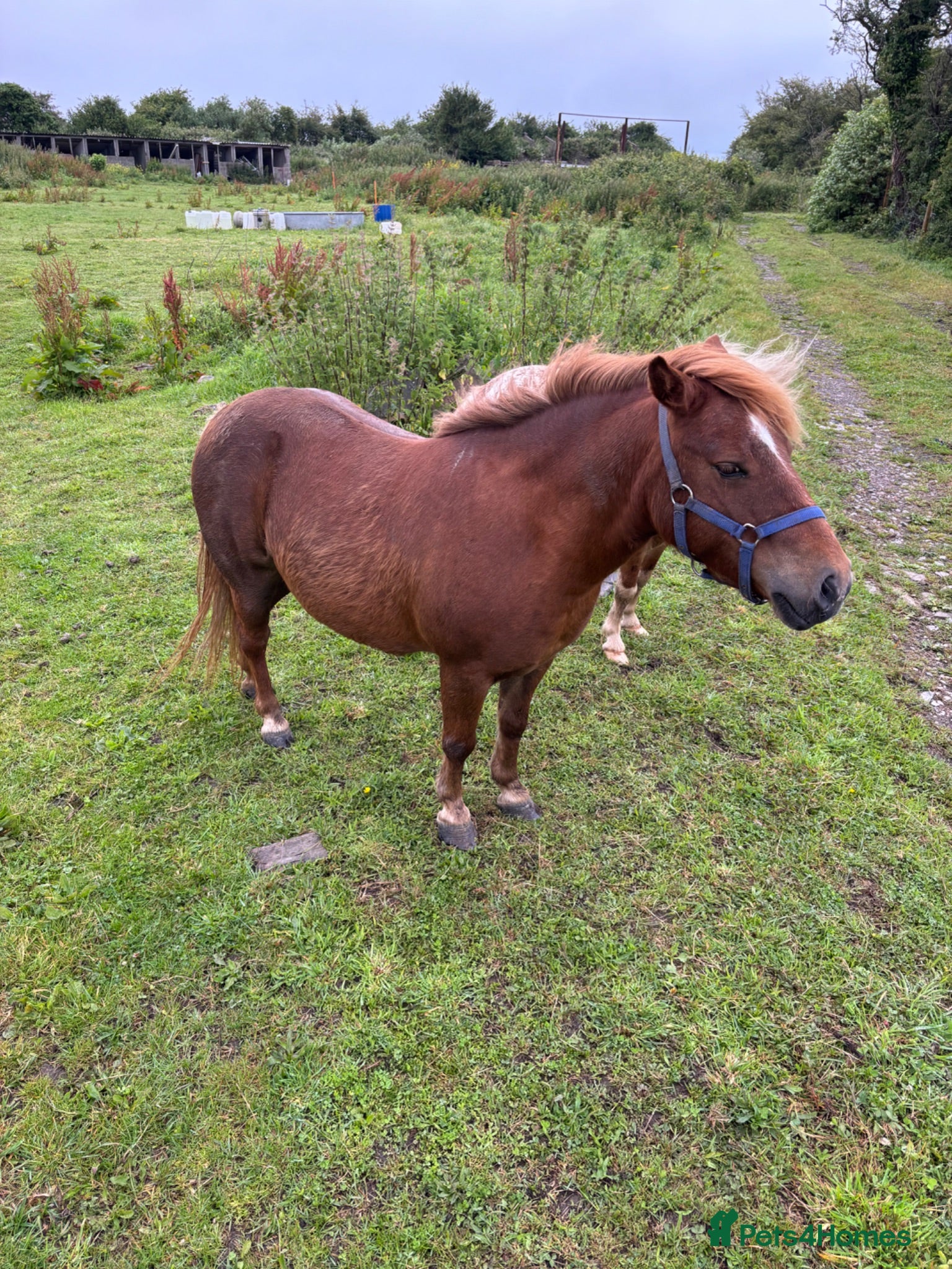 Shetland pony horses Mare in foal - Advert 9