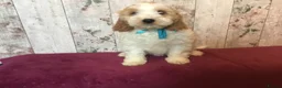 Mixed Breed dogs for sale: Adorable fluffball Cockalierpoo pups - Advert 10