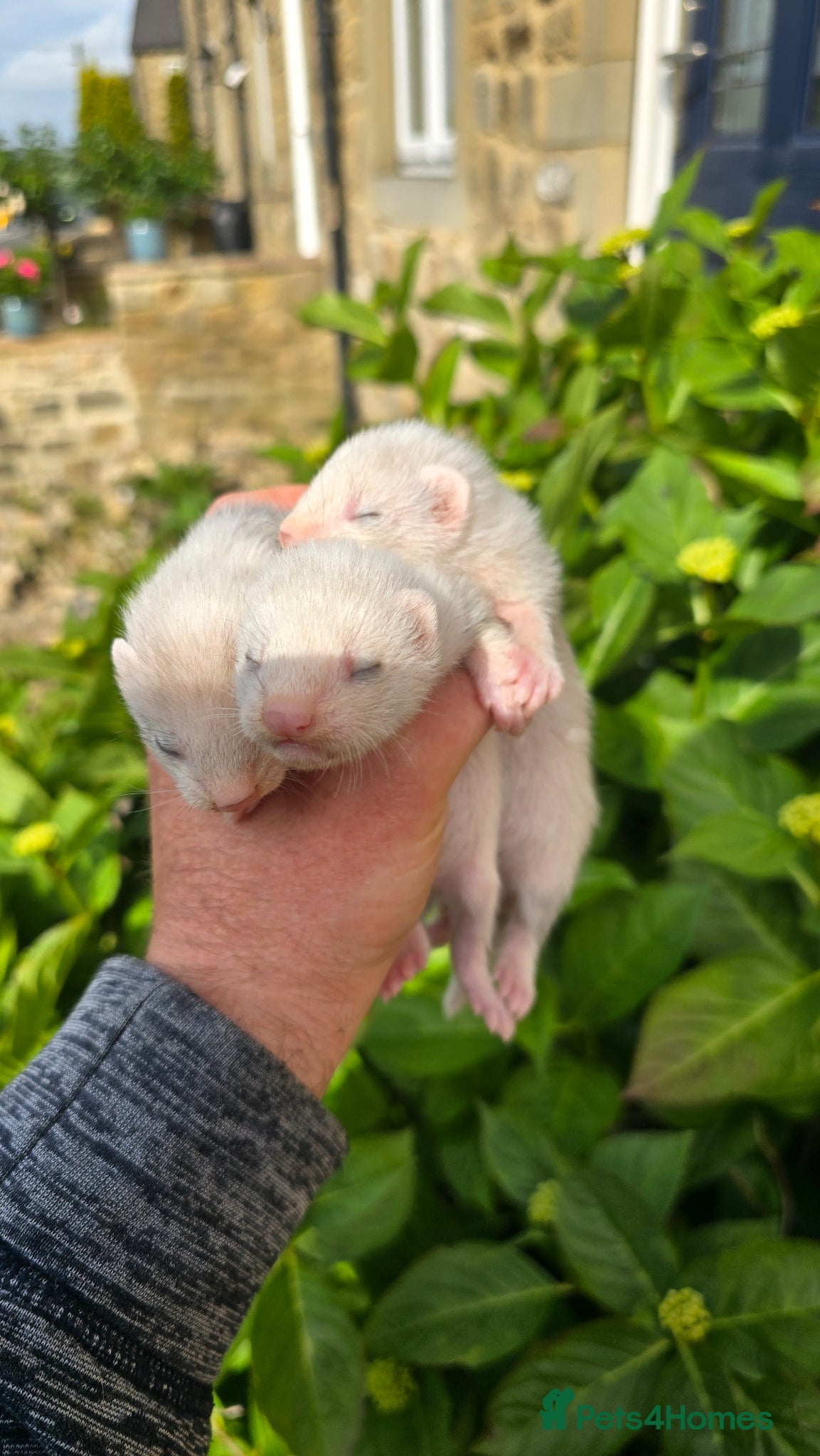 Ferret rodents Working/pet Ferret kits - Advert 1