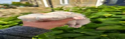 Ferret rodents for sale: Working/pet Ferret kits in Keighley - Advert 1
