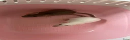 Rat rodents for sale: Beautiful baby rats for 5* homes only  - Advert 7