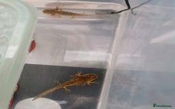 Other/Mixed Breed fish for sale: Axolotls for sale - Image 3