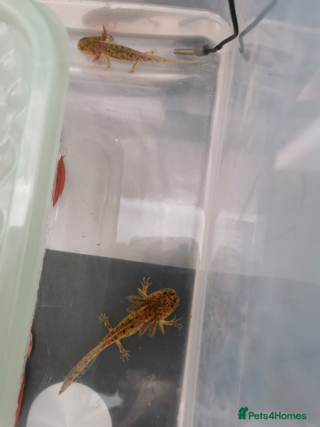 Other/Mixed Breed fish for sale: Axolotls for sale - Image 3