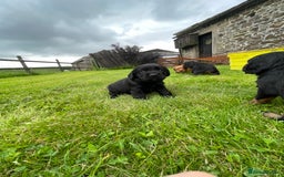 Cocker Spaniel dogs for sale: Kc reg working cocker spaniel pups - Image 9