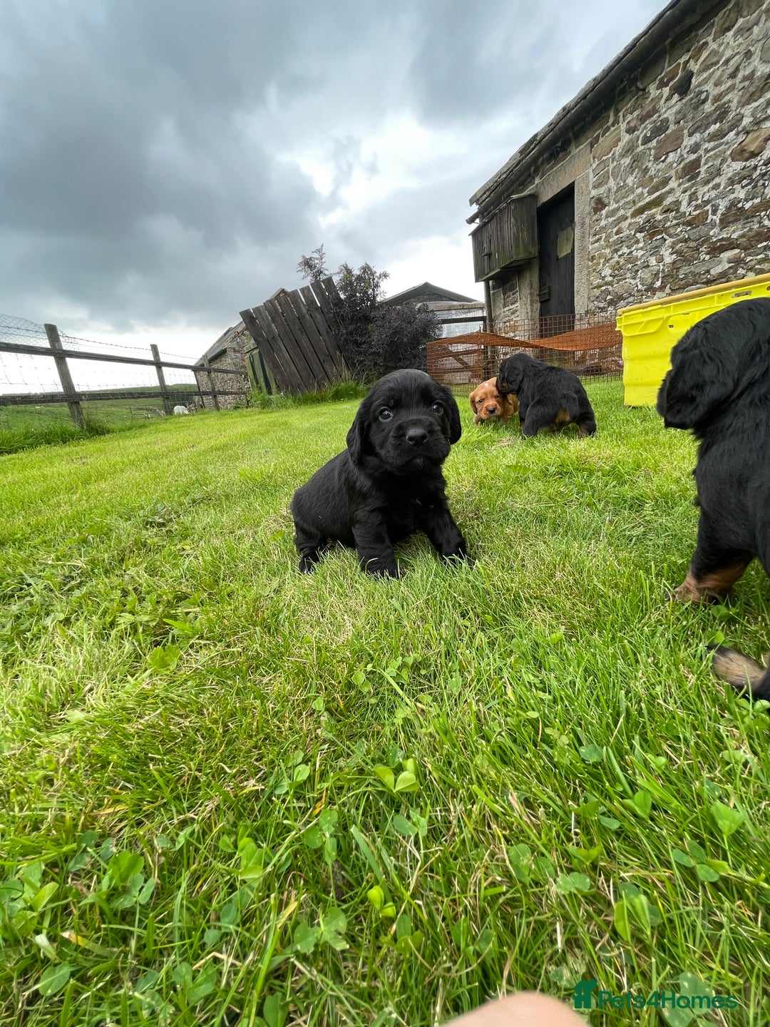 Cocker Spaniel dogs for sale: Kc reg working cocker spaniel pups - Image 9
