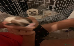 Lhasa Apso dogs for sale: 4 stunning Lhasa  boys  - Image 14