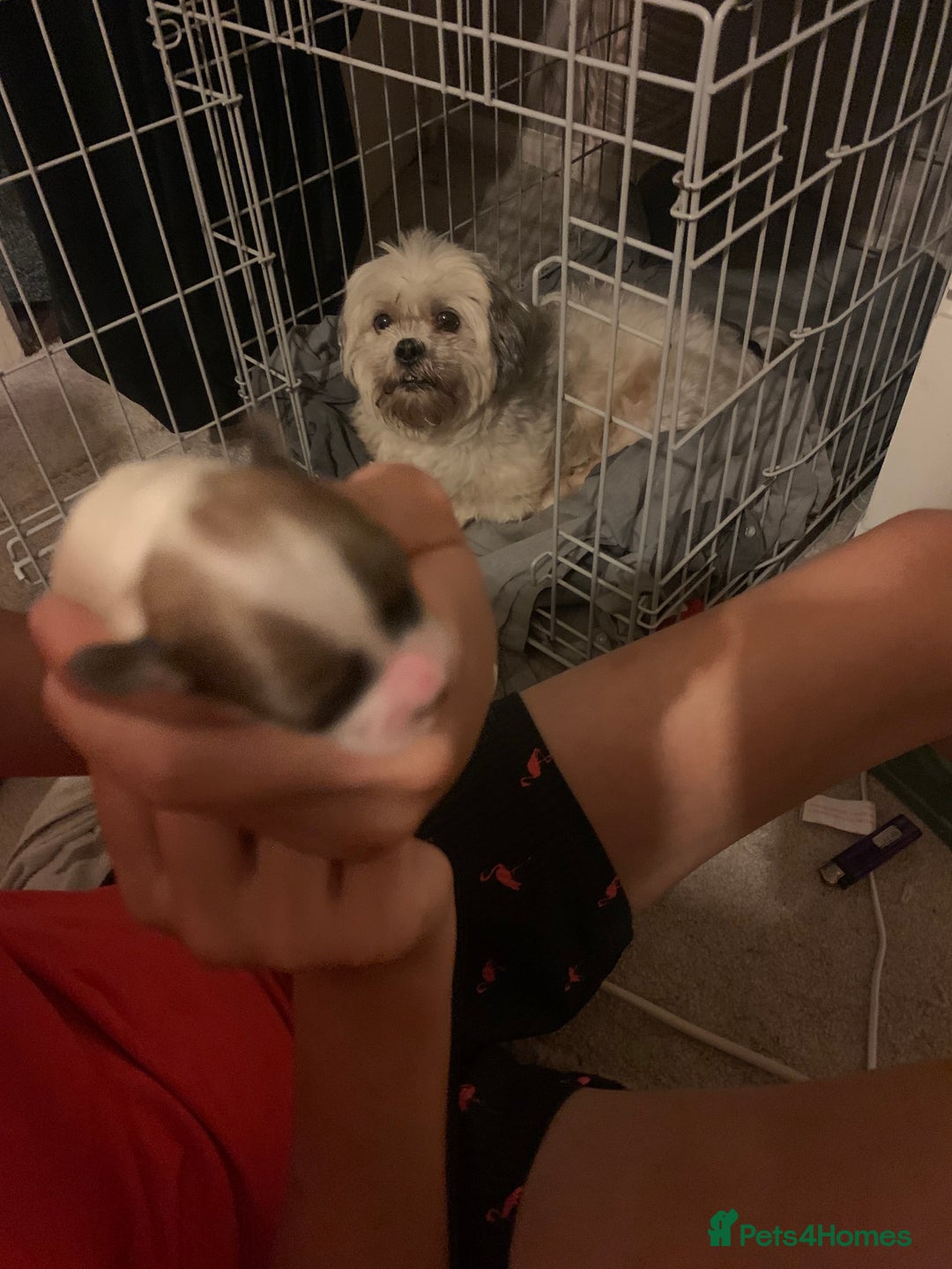 Lhasa Apso dogs for sale: 4 stunning Lhasa  boys  - Image 14