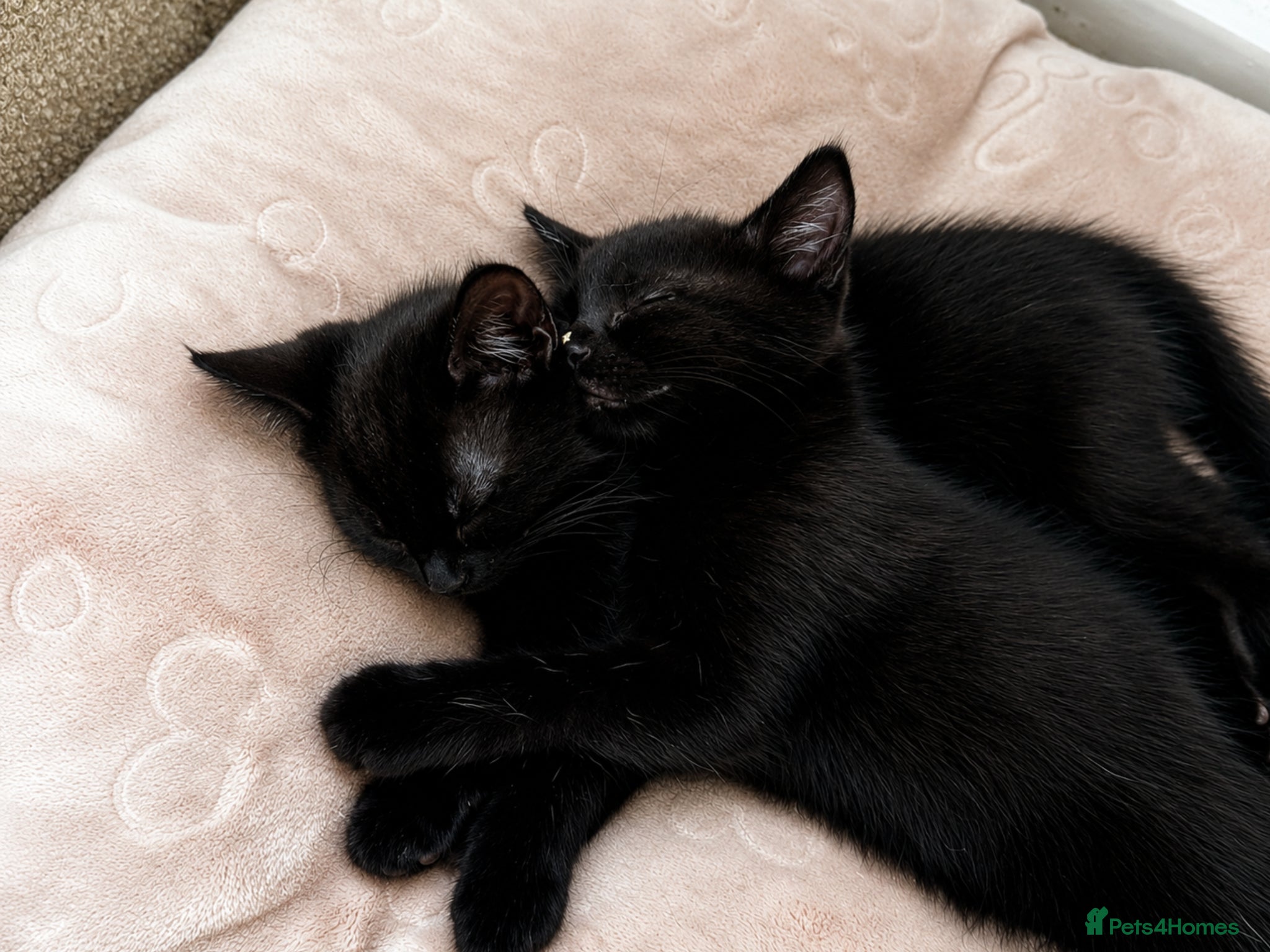 American Shorthair cats 2 Beautiful Mixed American Shorthair Kittens - Advert 8