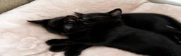 American Shorthair cats for sale: 2 Beautiful Mixed American Shorthair Kittens in Nottingham - Advert 1
