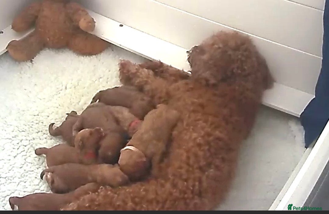 Australian Labradoodle dogs for sale: Multi Generational Australian Labradoodle Puppies - Image 1