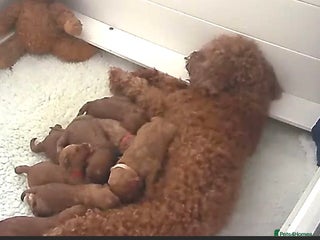 Australian Labradoodle dogs - Advert 1