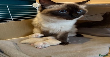 Ragdoll cats - Advert 9