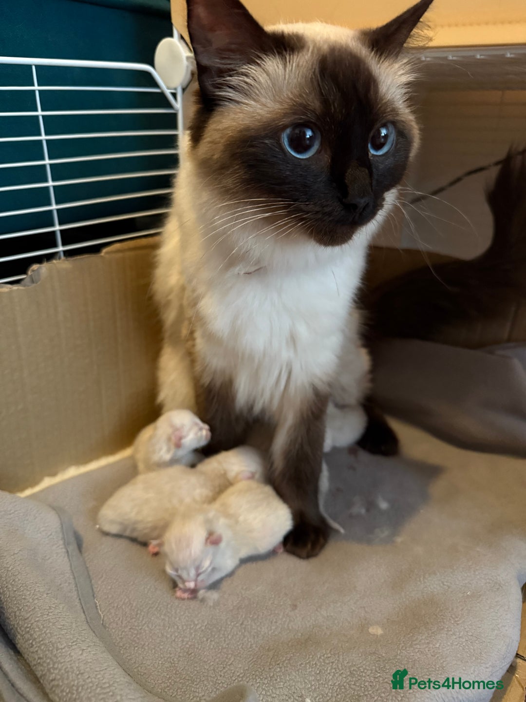Ragdoll cats for sale: Ragdoll kittens - Image 3