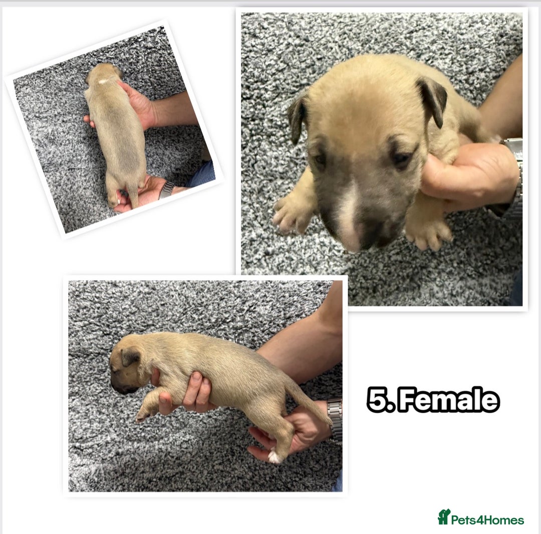 English Bull Terrier dogs for sale: KS-registered English Bull Terrier Puppies  - Advert 6