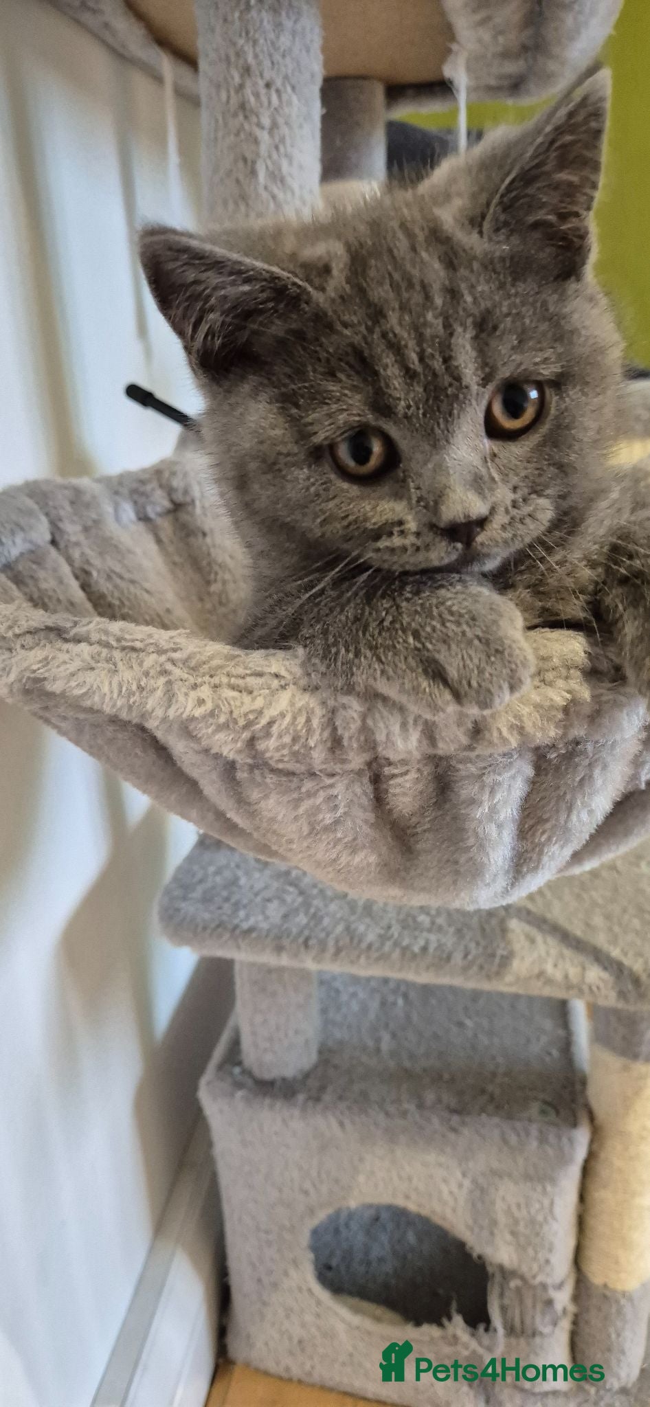 British Shorthair cats Blue British Short hair kittens-Vaccinated, Ready  - Advert 6