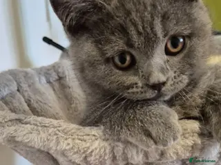 British Shorthair cats Blue British Short hair kittens-Vaccinated, Ready - Advert 6