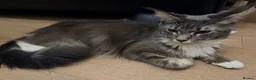 Maine Coon cats for sale: Half Maine Coon kittens  in Oldham - Advert 3