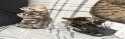 Bengal cats for sale: Beautiful Bengal X kittens - Advert 3