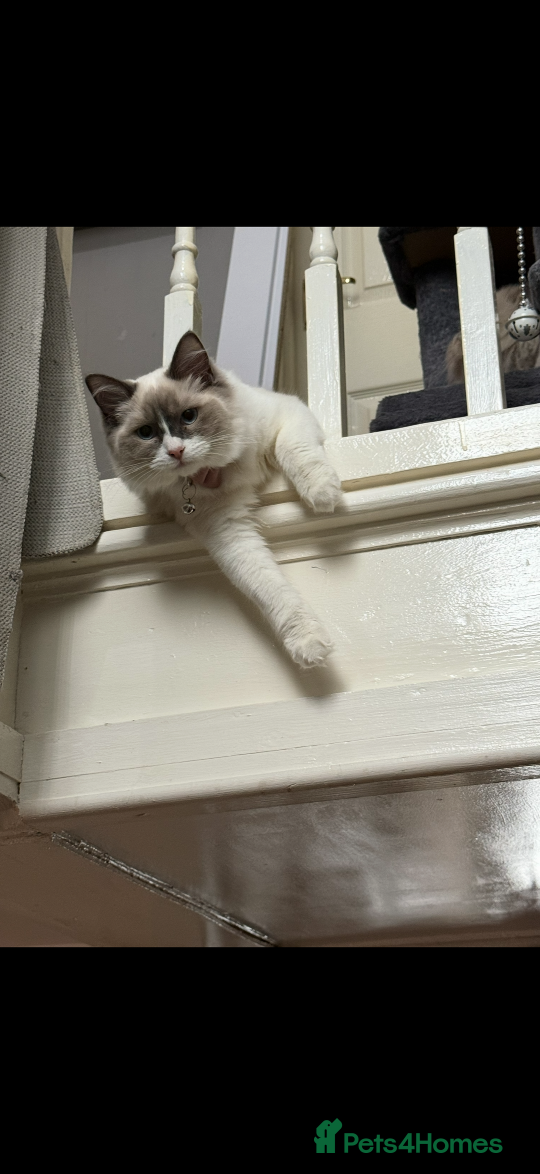 Ragdoll cats for sale: Ragdoll female - Image 2