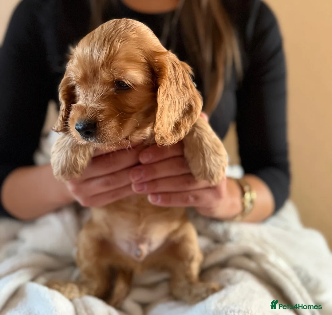 Cocker Spaniel dogs for sale: (2 left) KC show type cocker spaniel puppies - Advert 2