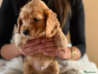 Cocker Spaniel dogs (4 left) KC show type cocker spaniel puppies - Advert 13