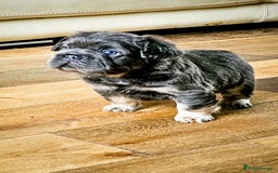 French Bulldog dogs for sale: Top Notch French Bulldog puppies  - Image 6