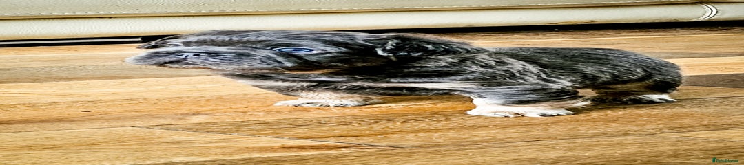 French Bulldog Puppy 2