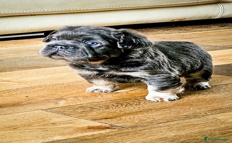 French Bulldog dogs - Advert 4