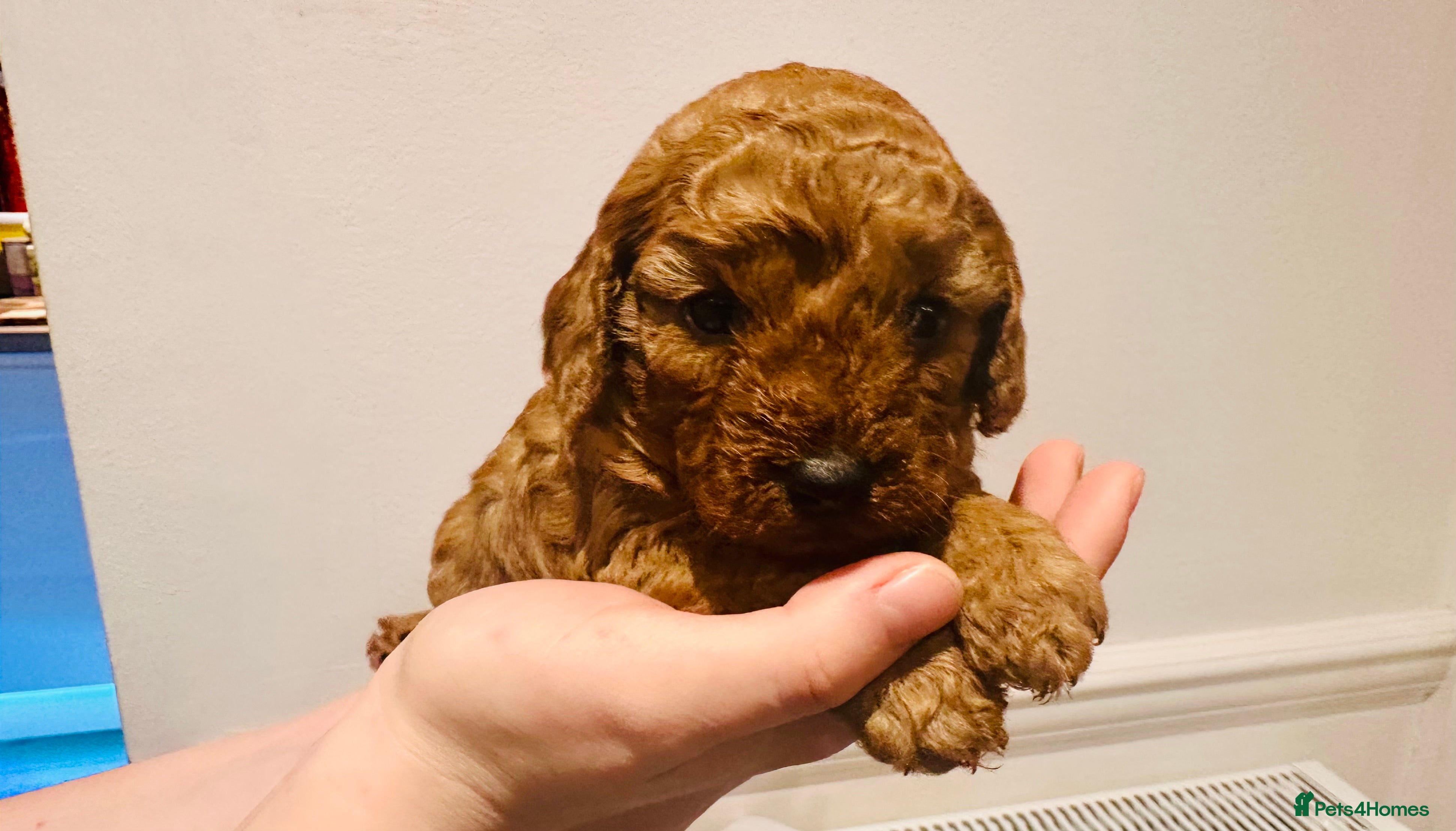 Cavapoo dogs Toy Cavapoo Puppies  - Advert 14