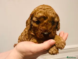 Cavapoo dogs Toy Cavapoo Puppies - Advert 14