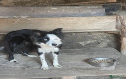 Border Collie dogs for sale: Failed sheepdog looking for very active home - Image 3