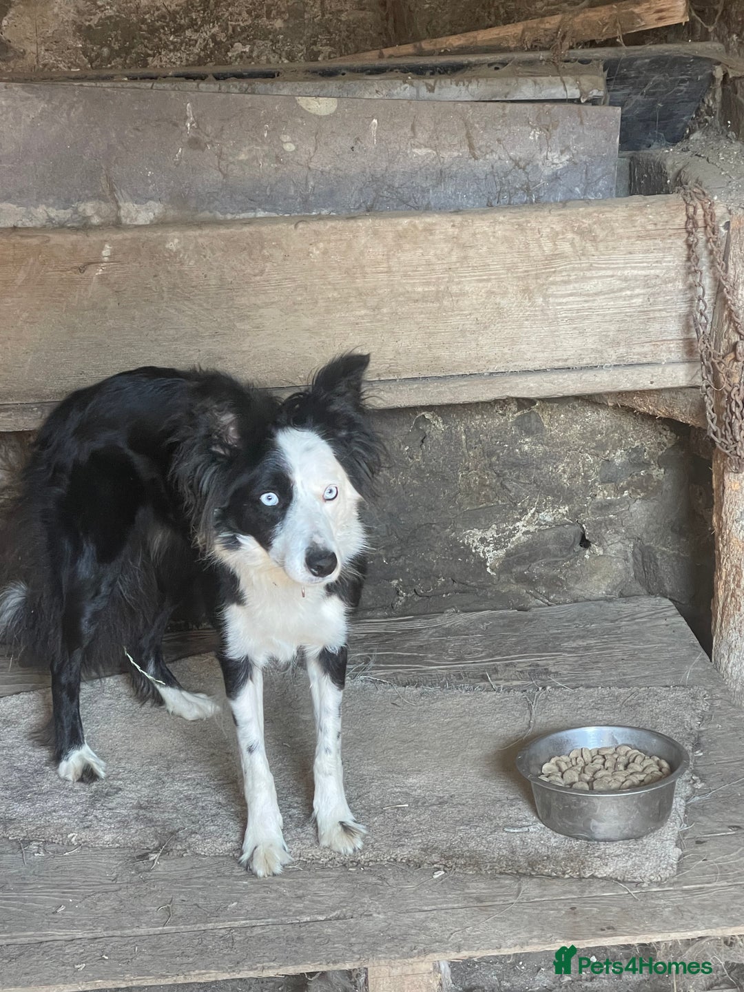 Border Collie dogs for sale: Failed sheepdog looking for very active home - Image 3
