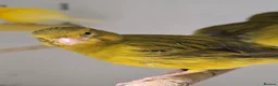 Canaries birds for sale: Stunning Mixed Canaries available!!! - Advert 8