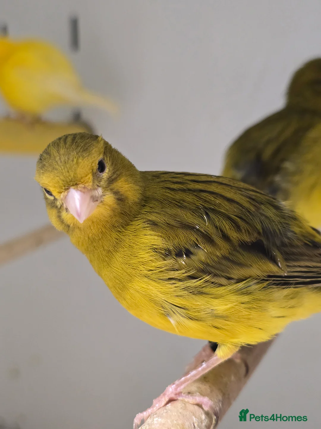 Canaries birds for sale: Stunning Mixed Canaries available!!! - Advert 8