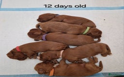 Cavapoo dogs for sale: Beautiful F1 cavapoo puppies - Image 22