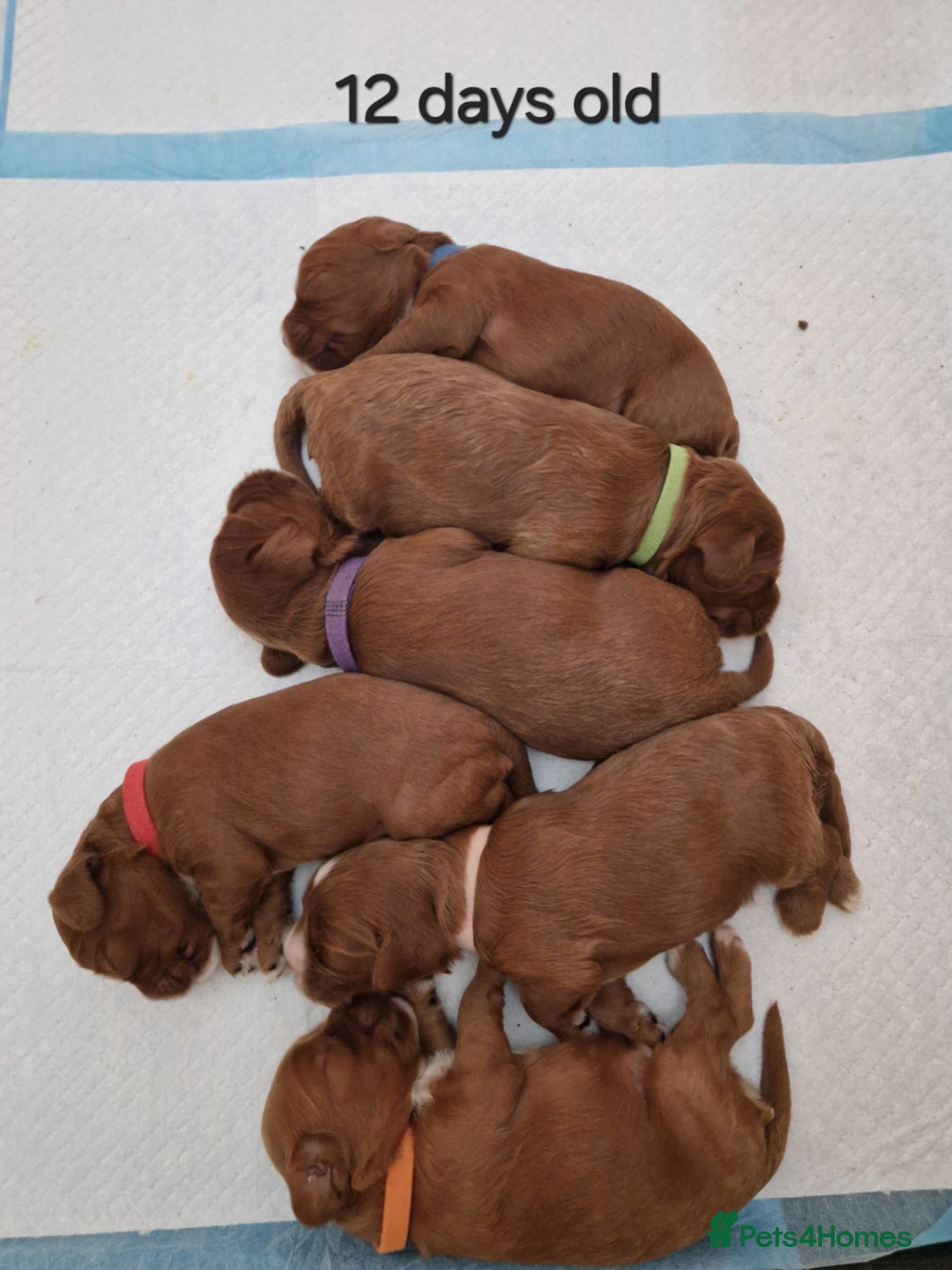 Cavapoo dogs for sale: Beautiful F1 cavapoo puppies - Image 22