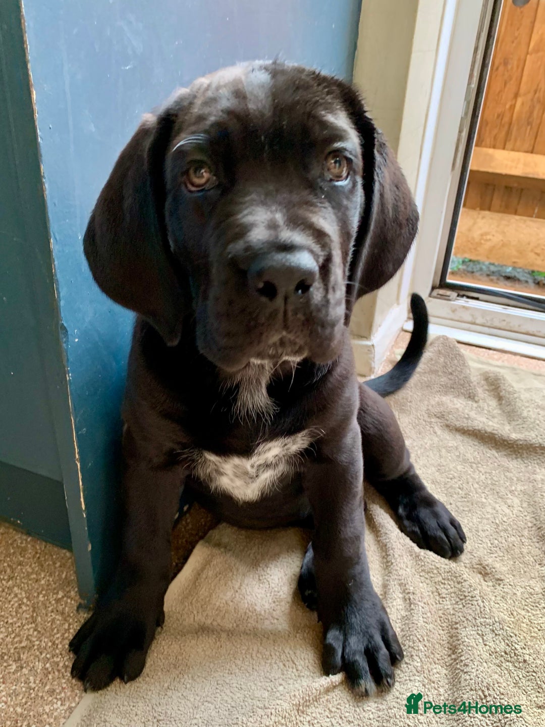 Cane Corso dogs for sale: Champion Lines Cane Corso puppies for sale - Image 18