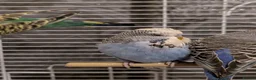 Budgerigars birds for sale: Exhibition Budgies Breeder pair and Budgie pair  - Advert 8