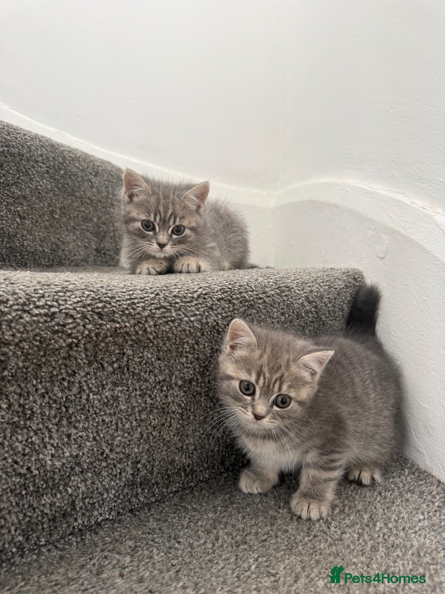 Mixed Breed cats Beautiful British Shorthair Cross Kittens 🐾 - Advert 1