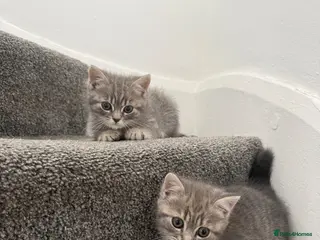 Mixed Breed cats Beautiful British Shorthair Cross Kittens 🐾 - Advert 1